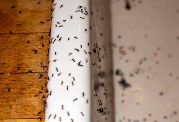 Best Affordable Pest Control Services  in Victoria, VA