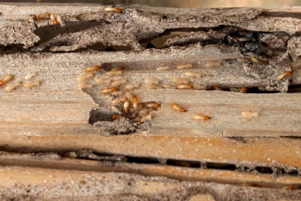 Trusted Victoria, VA Pest Control Experts